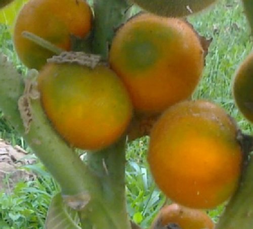 Super Seeds Quitoense Naranjilla Lulo Solanum 60 Pcs Garden