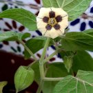 Super Seeds Uvilla Uchuva Physalis Peruviana Edible Fruit 500 Pcs