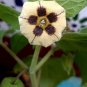 Super Seeds Uvilla Uchuva Physalis Peruviana Edible Fruit 500 Pcs