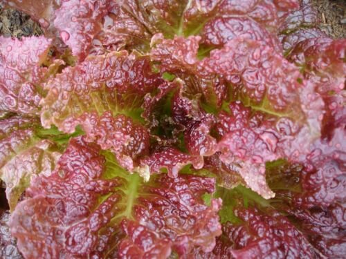 Super Seeds Saatgut Lollo Rosa Lettuce 1000 Pcs