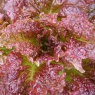 Super Seeds Saatgut Lollo Rosa Lettuce 1000 Pcs