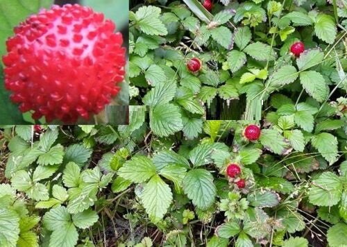 Super Seeds Indian Strawberry Potentilla Indica 250 Pcs Mock Strawberry