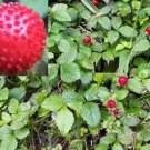Super Seeds Indian Strawberry Potentilla Indica 250 Pcs Mock Strawberry