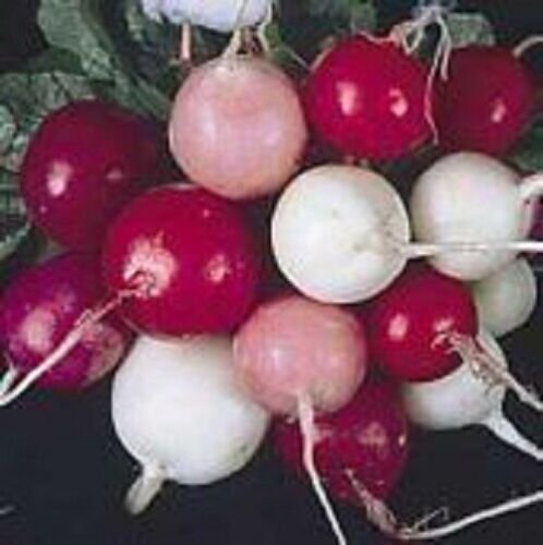Super Seeds Radishes Pearls Of Colors 100 Pcs