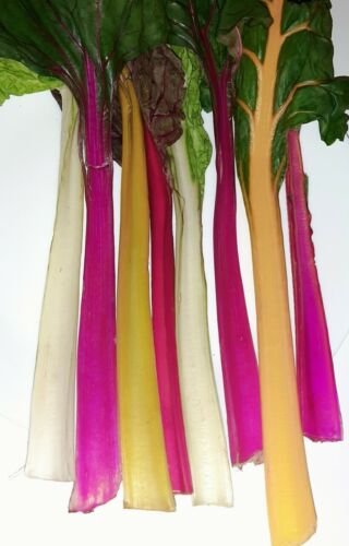 Super Seeds Rainbow Chard Mix Of Colors 300 Pcs