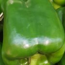 Super Seeds Californian Wonder Pepper 100 Pcs