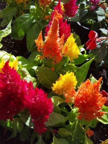 Super Seeds Celosia Plumosa Mix Ideal Interior 250 Pcs