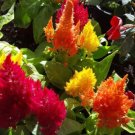 Super Seeds Celosia Plumosa Mix Ideal Interior 250 Pcs
