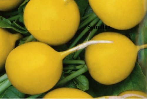 Super Seeds Radish Yellow Round Radish 100 Pcs