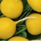 Super Seeds Radish Yellow Round Radish 100 Pcs