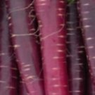 Super Seeds Black Carrot Very Rare 50 Pcs Garden Seeds
