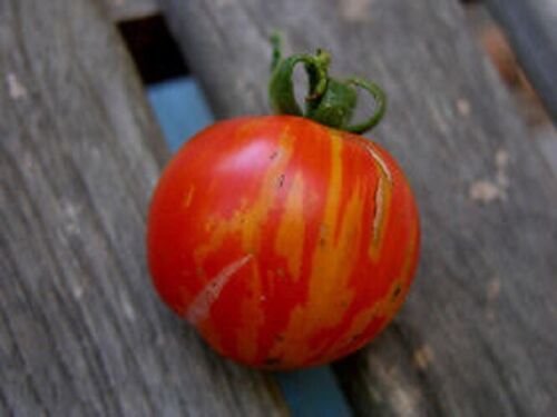 Super Seeds Tiger Tomato Tigerella Medium Good Flavor 50 Pcs