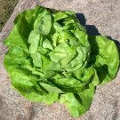 Super Seeds Iceberg Lettuce 2000 Pcs Spectacular Flavor