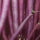 Super Seeds Violet Bean Very Productive 25 Pcs