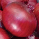 Super Seeds Amposta Purple Onion 450 Pcs