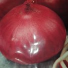Super Seeds Zalla Red Onion 1200 Pcs