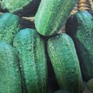 Super Seeds Cucumber Paris Cornichon Cucumber Good Flavor 60 Pcs