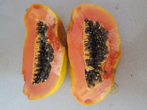 Super Seeds Giant Fruit Papaya Carica Papaya Delicious 50 Pcs Fruit Orchard