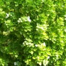 Super Seeds Aromatic Garden Seeds Ocimum Fine Leaf Basil 1000 Pcs
