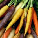 Super Seeds Old Variety Organic Carrot Rainbow Carrots Mix 500 Pcs