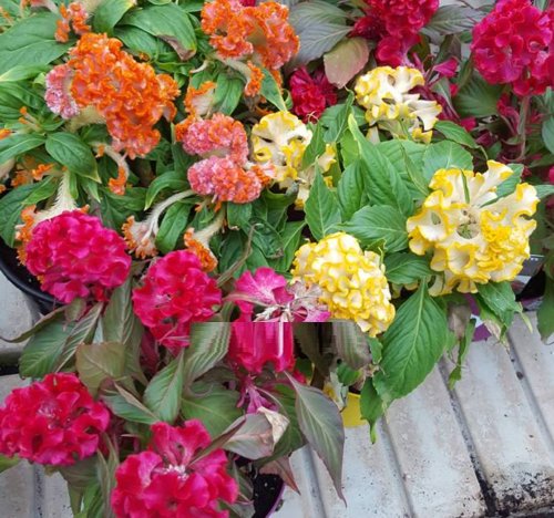 Super Seeds Cristata Mix Ideal Celosia Cresta Gallo Indoor 250 Pcs