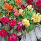 Super Seeds Cristata Mix Ideal Celosia Cresta Gallo Indoor 250 Pcs