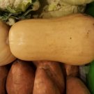 Super Seeds Butternut Pumpkin 35 Pcs Garden Seeds