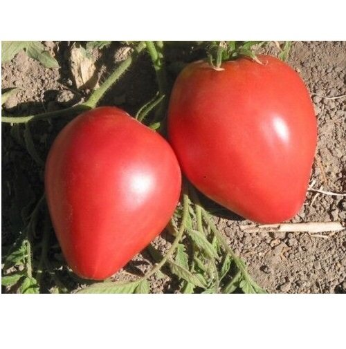 Super Seeds Heart Of Ox Tomato 250 Pcs