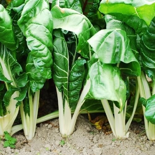 Super Seeds Giant Chard 100 Pcs Wide And Fleshy White Stalk