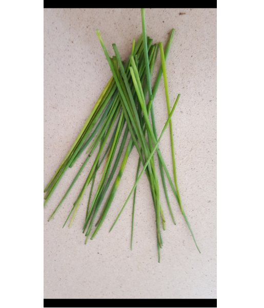 Super Seeds Allium Chives 1000 Pcs