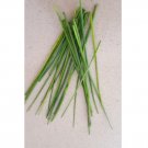 Super Seeds Allium Chives 1000 Pcs