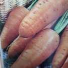 Super Seeds Carrot Chantenay Carrots 1500 Pcs
