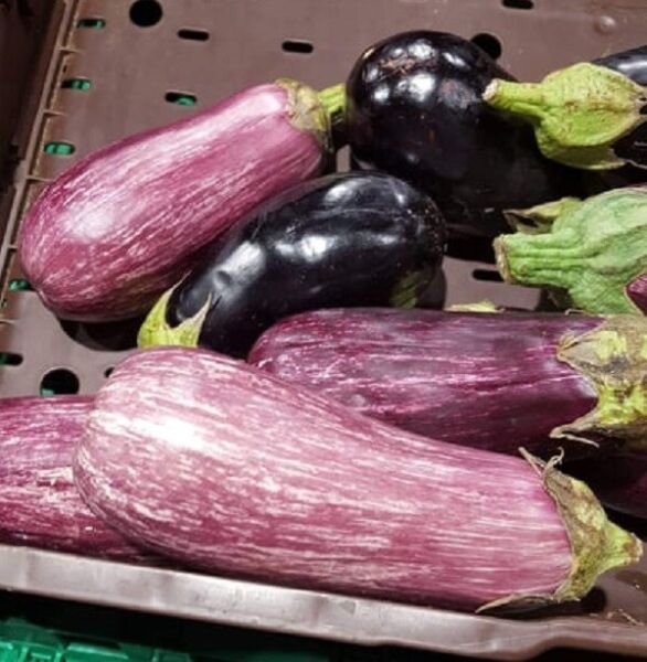Super Seeds Marbled Ganda Gandia Listed Eggplant 1000 Pcs