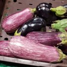 Super Seeds Marbled Ganda Gandia Listed Eggplant 1000 Pcs