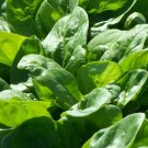 Super Seeds Spinach Seeds Winter Giant Spinach 1100 Pcs