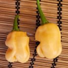 Super Seeds Habanero Peach Chilli Pepper Premium 20 Pcs Very Hot Chili