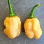 Super Seeds Habanero Peach Chilli Pepper Premium 20 Pcs Very Hot Chili