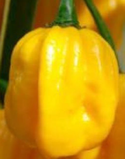 Super Seeds Chili Pepper Very Spicy Habanero Yellow Pepper 35 Pcs