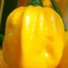 Super Seeds Chili Pepper Very Spicy Habanero Yellow Pepper 35 Pcs
