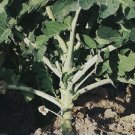 Super Seeds Cabbage Giant Caballar 1100 Pcs Galician Cabbage