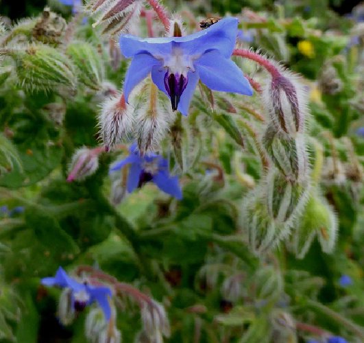 Super Seeds Borago Officinalis Borage Digestive 200 Pcs