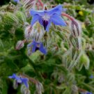 Super Seeds Borago Officinalis Borage Digestive 200 Pcs