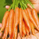 Super Seeds Finger Carrots Carrots Midget 500 Pcs Vegetable Garden