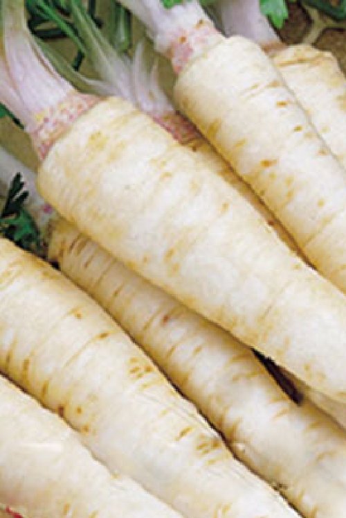 Super Seeds White Carrots Orchard 300 Pcs Great Flavor