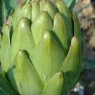 Super Seeds Green Artichoke Of Provence 40 Pcs Good Flavor