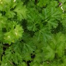 Super Seeds Parsley Sauce Parsley Double Curly 6500 Pcs