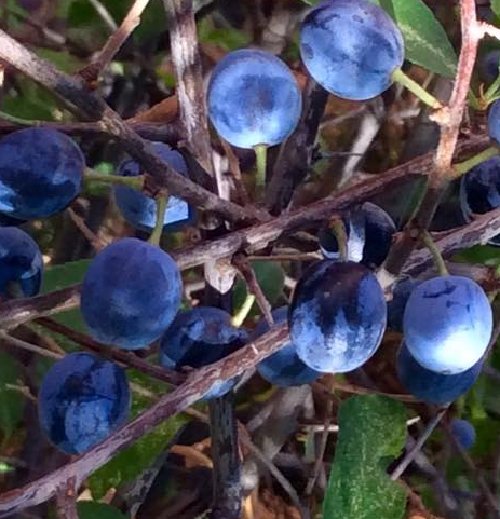 Super Seeds Pacharan Blackthorn Prunus Espinosa Fruit 16 Pcs