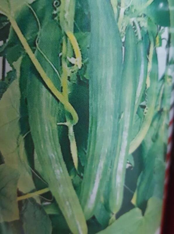 Super Seeds Cucumber Melon Snake Cucumber Snake 50 Pcs