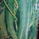 Super Seeds Cucumber Melon Snake Cucumber Snake 50 Pcs