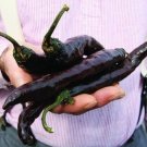 Super Seeds Pasilla Bajio Black Chilli Pepper Low Aisle Chili 30 Pcs